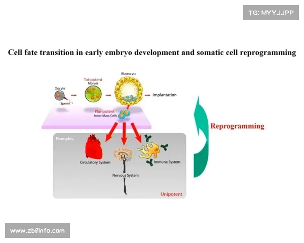 基因编辑助力跳水损伤修复的潜力与伦理争议分析